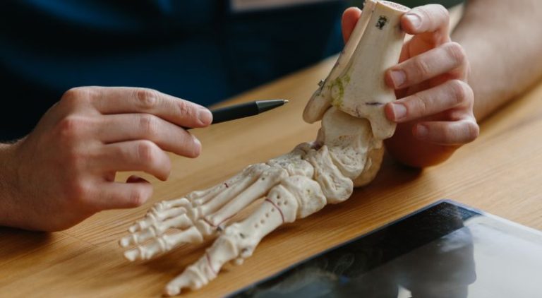 anatomia caviglia