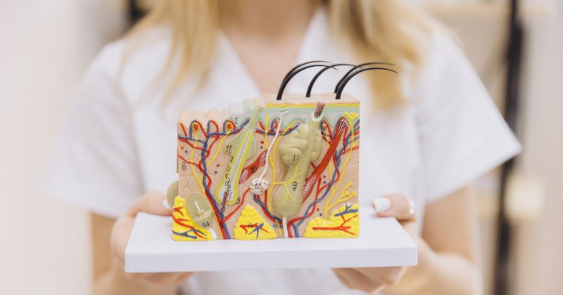 Che cos'è l'epinervio